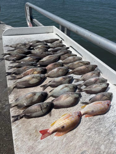 Inshore Insanity In Clearwater