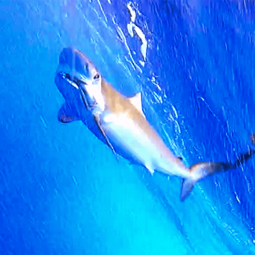 Shark Smash! In Pompano Beach