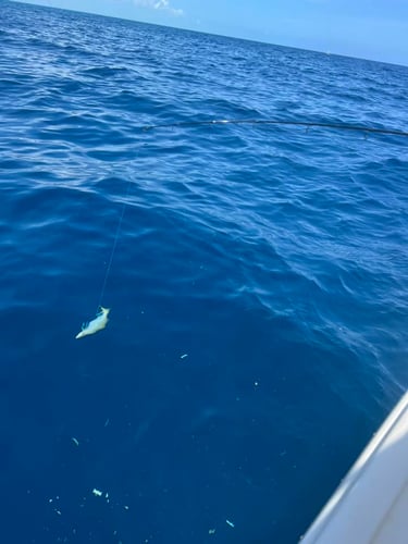 Epic Fish And Snorkel Combo In Little Torch Key