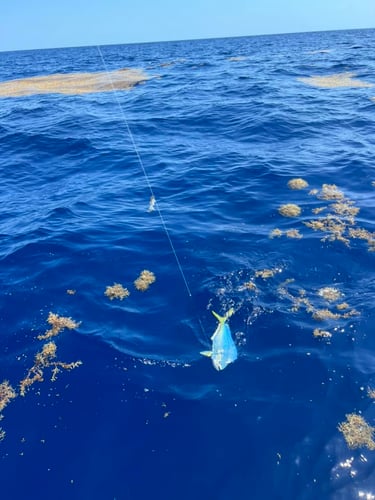 Reef Fishing In Little Torch Key