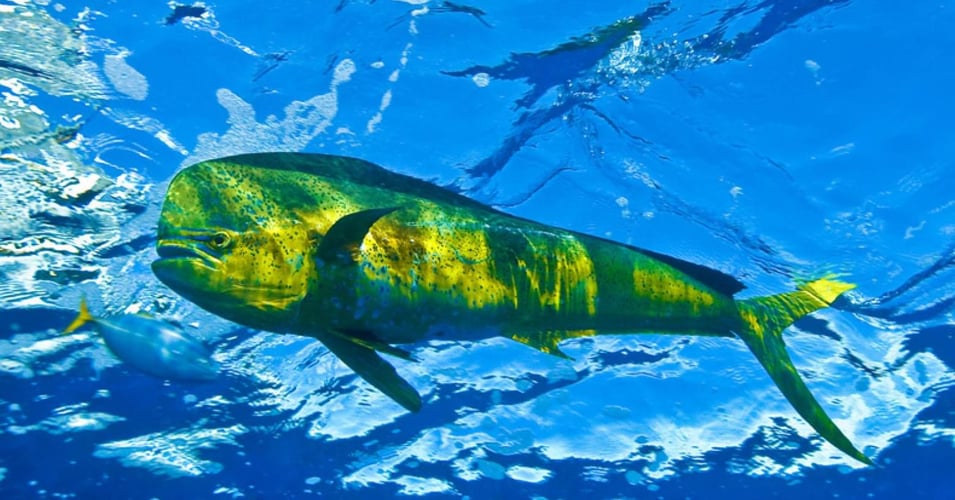 Lobstering And Reef Snorkeling Combo In Little Torch Key