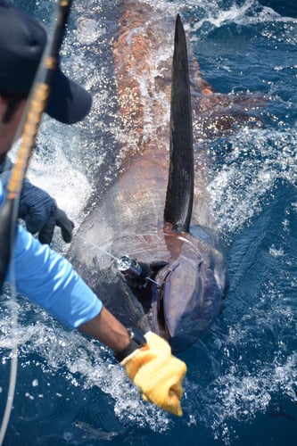 Marlin Fishing In Ecuador In Salinas