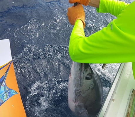 Marlin Fishing In Ecuador In Salinas