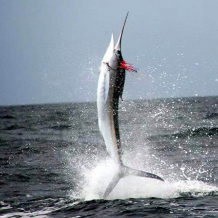 Marlin Fishing In Ecuador In Salinas