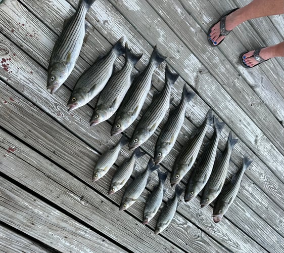 Lake Buchanan Striper Fishing Trip In Buchanan Dam