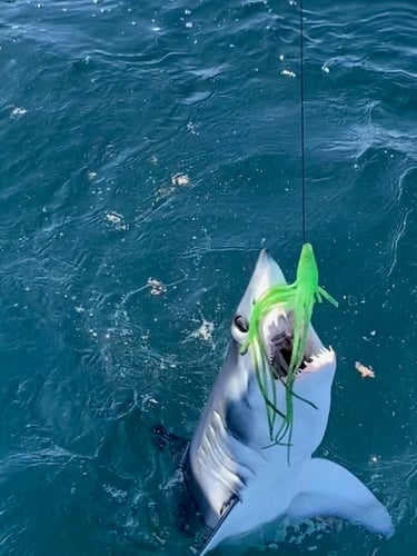 Offshore Monster Sharking!! In Freeport