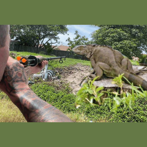 Iguana Blowgun Thriller! In Miami Beach