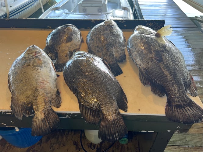 Classic Tripletail Trip In Boothville-Venice