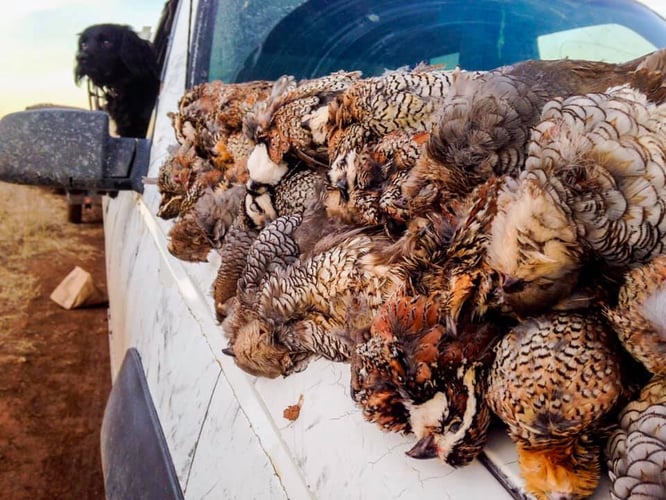 Panhandle Pheasant Frenzy! In Amarillo