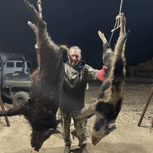 Bow Hunting Hogs! In Nixon