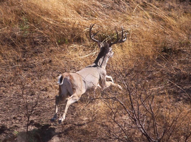 No-Frills Whitetail Hunt In San Angelo