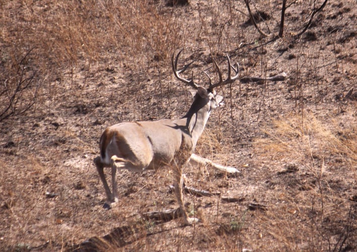 No-Frills Whitetail Hunt In San Angelo