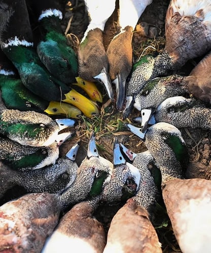Central Texas Duck Hunts In Temple