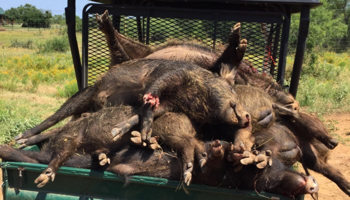 Stand/Feeder Hog Hunting In Corpus Christi