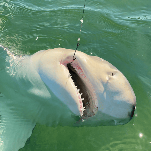 Inshore Shark Trip In Ramrod Key
