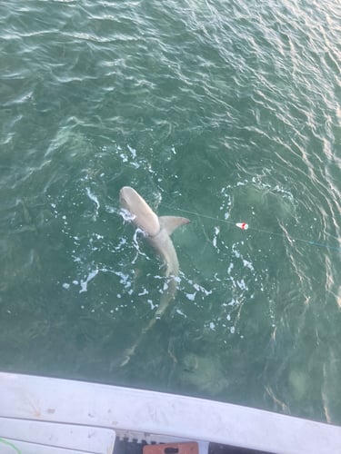 Inshore Shark Trip In Ramrod Key