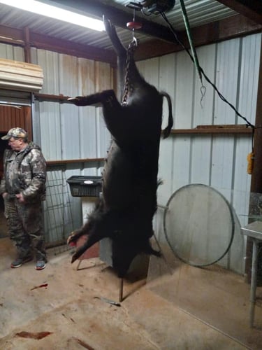 West Texas Hog Hunts With Lodging! In Trent