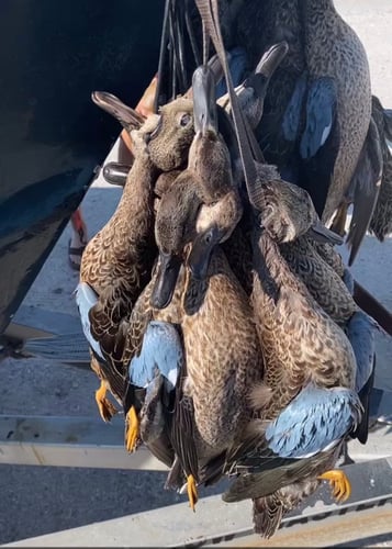 Corpus Christi Duck Hunts In Corpus Christi