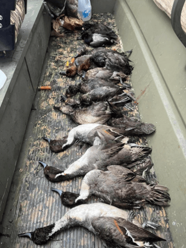 Laguna Madre Duck Hunts In Port Isabel