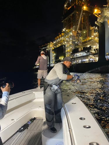 Offshore Fishing (FADs / Oil Rigs) In Gulf Breeze