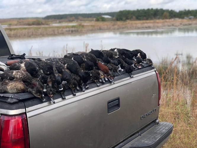 Panhandle Duck Hunts In Pensacola