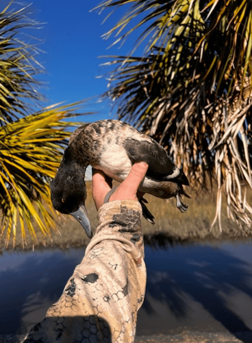 Central Florida Duck Hunts In Wildwood