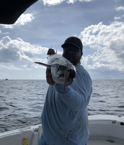 Epic Inshore Action In Key Biscayne