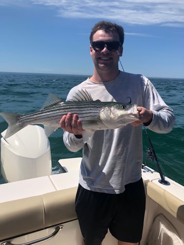 Early Season Striper 33’ Grady White In Chatham