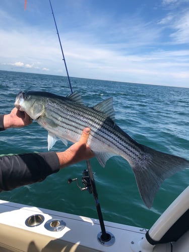 Early Season Striper 33’ Grady White In Chatham