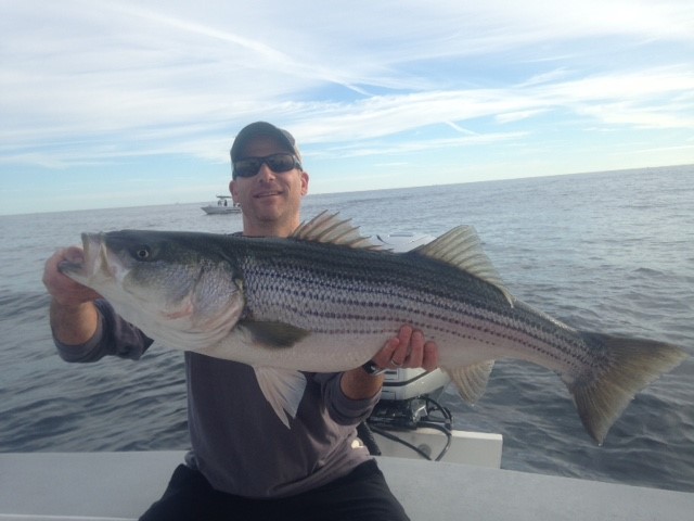 Early Season Striper 33’ Grady White In Chatham