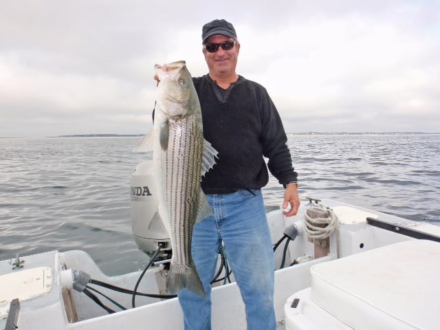 Fall Striper Trip - 26' Regulator In Chatham