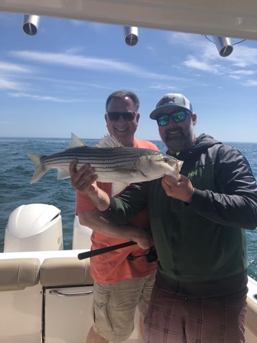 Early Season Striper 33’ Grady White In Chatham