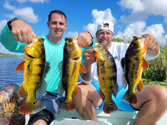Peacock Bass Fishing Florida - Captain Justin Nguyen, peacock bass