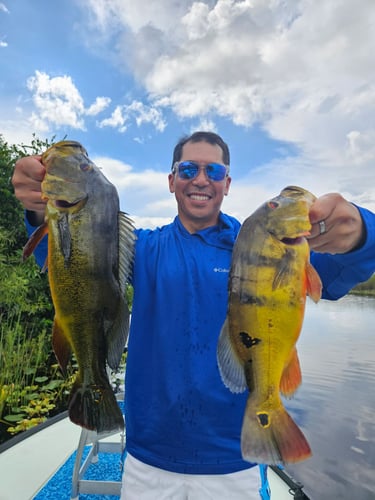 Split Trip Combo: Peacock Bass & Snakehead Fly/Spin In Fort Lauderdale