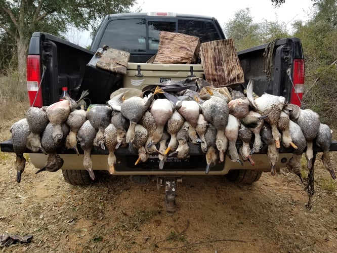 Texas Duck Hunt In Garwood