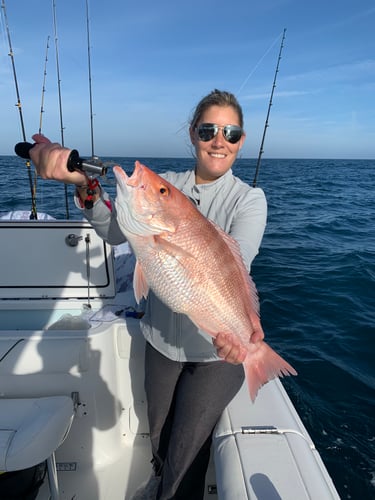 8 Hr Offshore Grouper🔥VOTED BEST OF FLORIDA 2022 And 2023🔥 In Madeira Beach