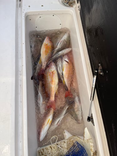 1/2 Day Fishing 4 Hour (Discounted Weekday) In Fort Myers Beach
