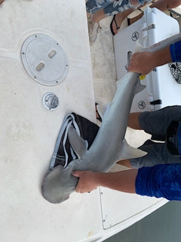 Inshore Shark Frenzy In Port Orange