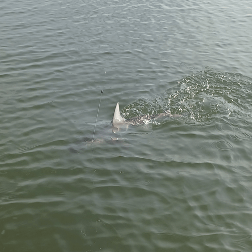 Inshore Shark Frenzy In Port Orange