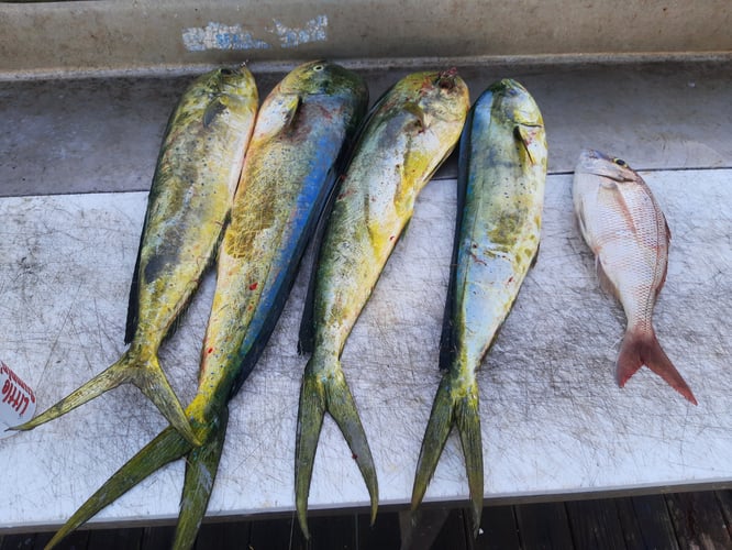 Private Charter-Bottom Fishing Or Gulf Stream Trolling In St. Augustine