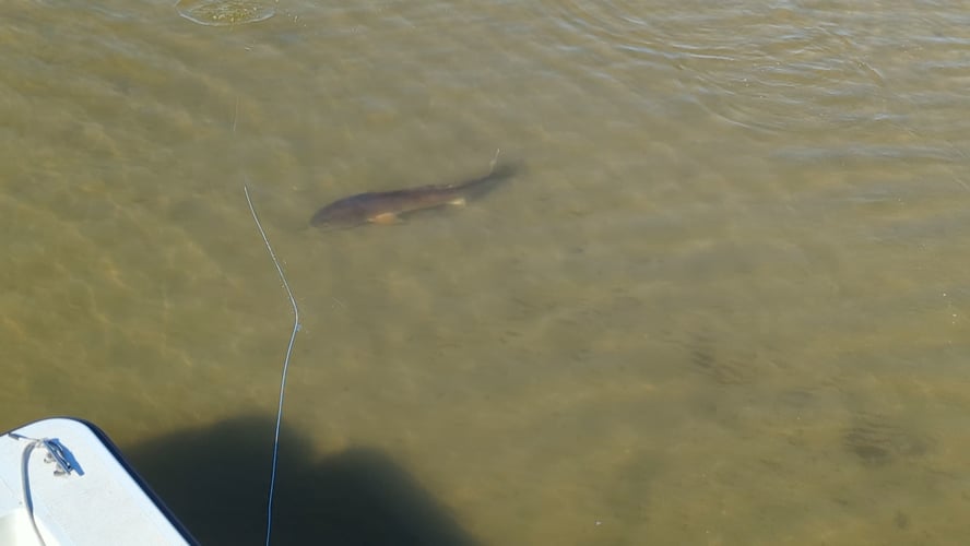 Sight Fishing Redfish In Belhaven