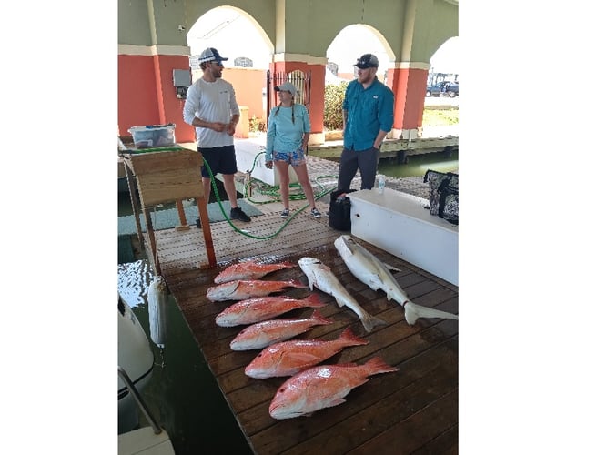 5 To 6 Hr AM Sow Snapper: 31 Contender In Freeport