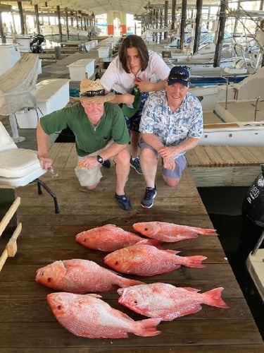 5 To 6 Hr AM Sow Snapper: 31 Contender In Freeport