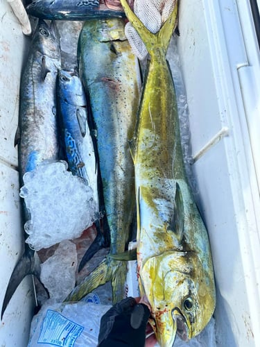 Big Game Fishing Charter Off Fort Lauderdale In Fort Lauderdale