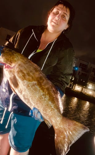 Night Monster Fishing Trip-Cubera/Goliath Grouper/Shark In Miami