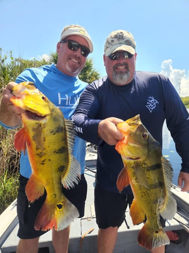 Exotic "Peacock Bass " Fishing | Cast And Blast Club | Fort In Fort Lauderdale