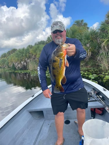Exotic "Peacock Bass " Fishing | Cast And Blast Club | Fort In Fort Lauderdale