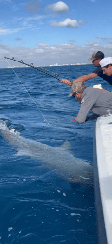 Catch Sharks Off Fort Lauderdale In Fort Lauderdale
