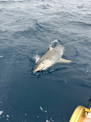 Catch Sharks Off Fort Lauderdale In Fort Lauderdale