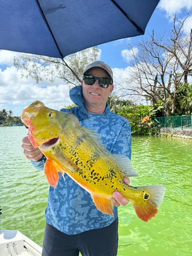 Peacock Bass, Snook & Tarpon Charter In Miami